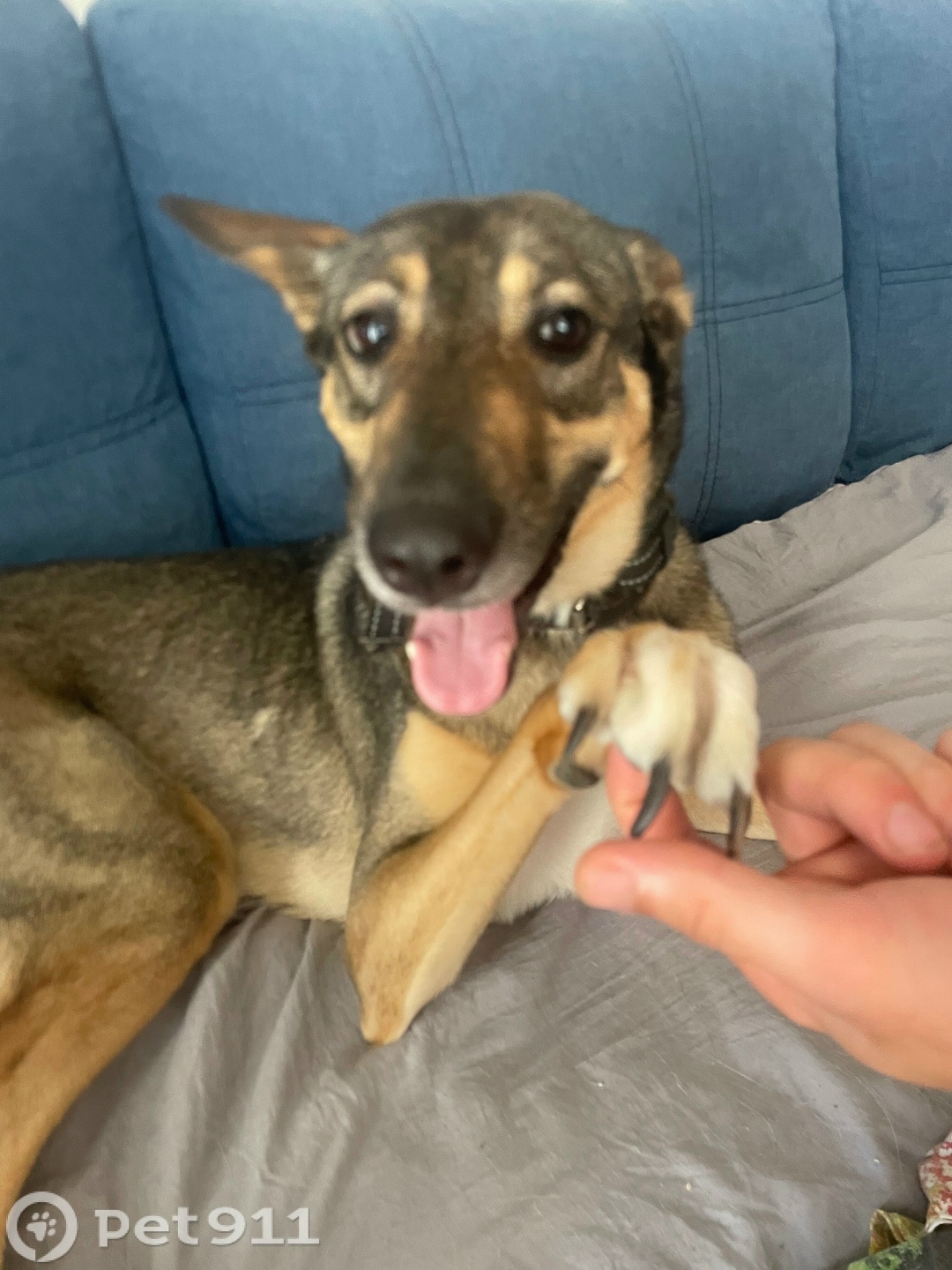 Пропала собака в Вологде — фото объявления