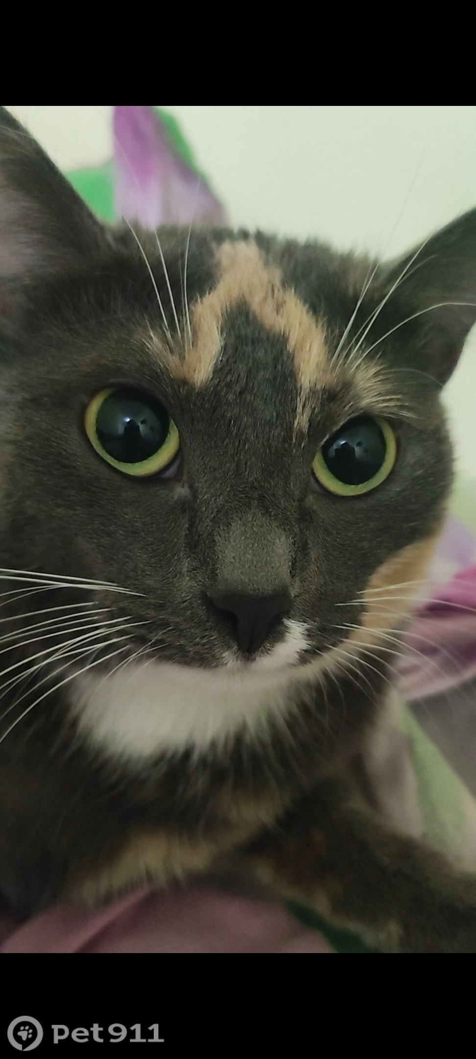 Пропала кошка в Вологде — фото объявления