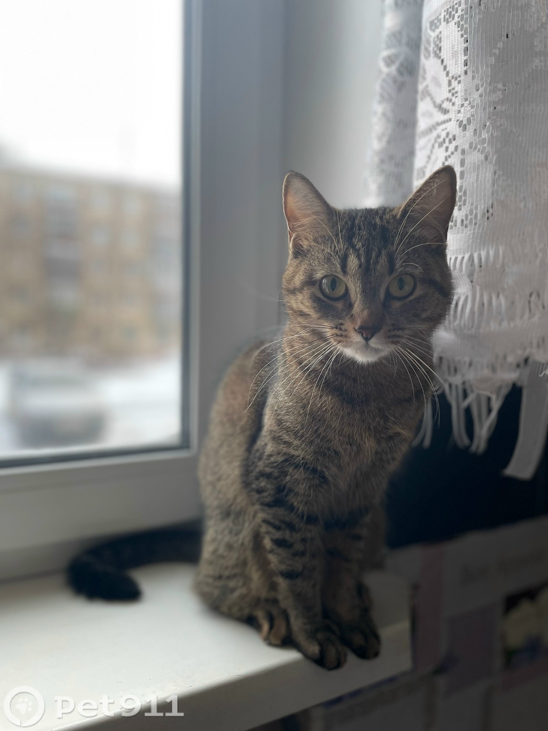 Пропала кошка в Вологде — фото объявления