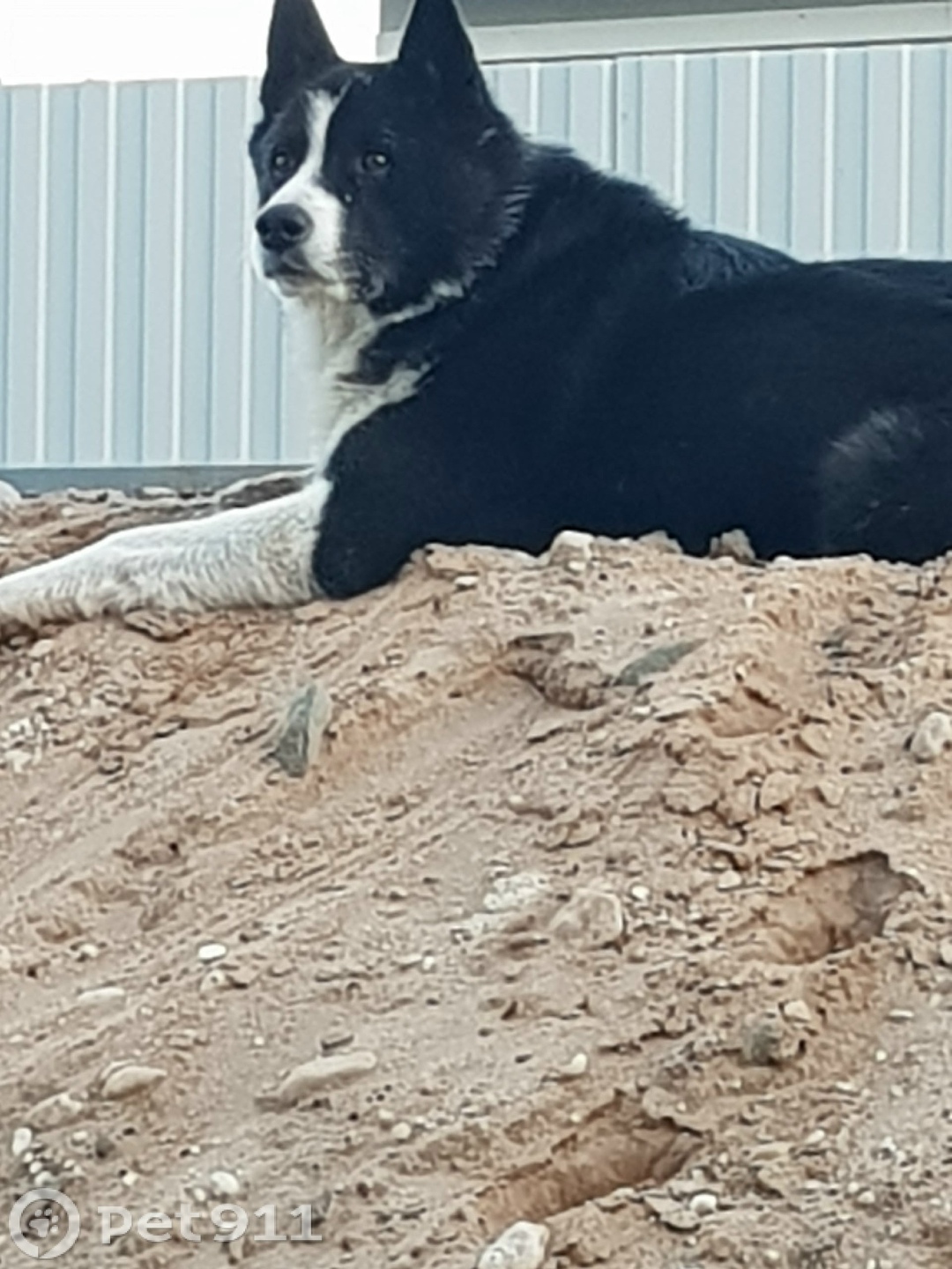 Пропала собака в Вологде — фото объявления