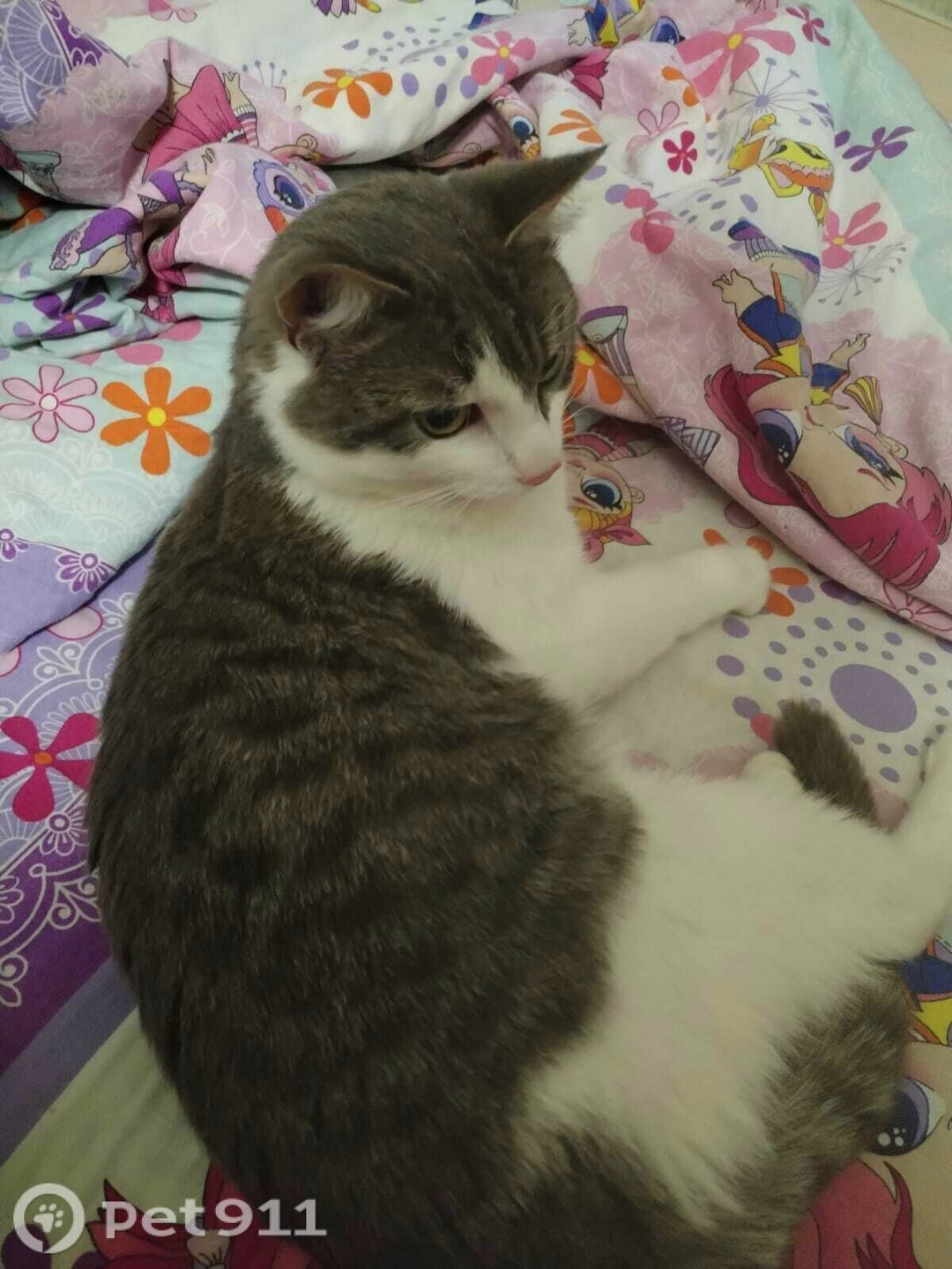 Пропала кошка в Вологде — фото объявления