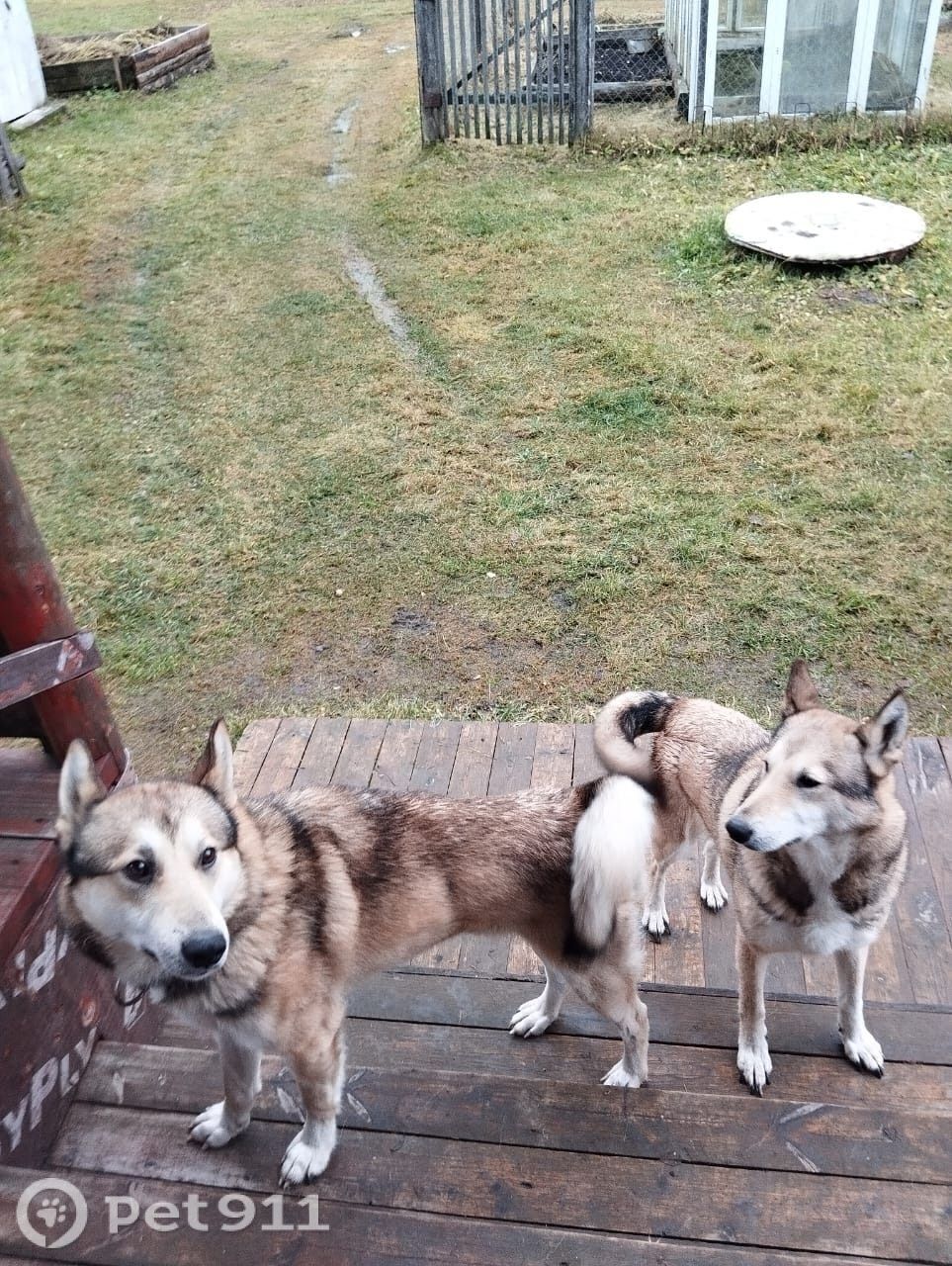 Найдена собака в Вологде — фото объявления