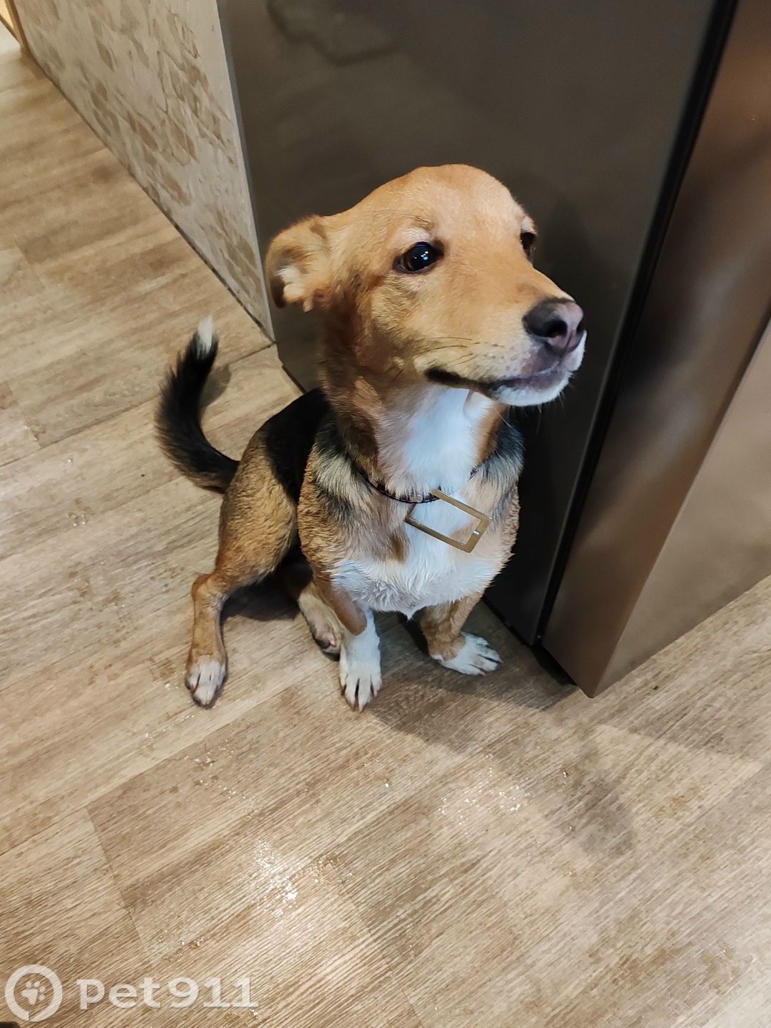 Найдена собака в Вологде — фото объявления