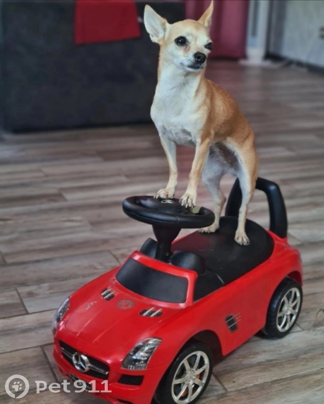 Пропала собака в Вологде — фото объявления