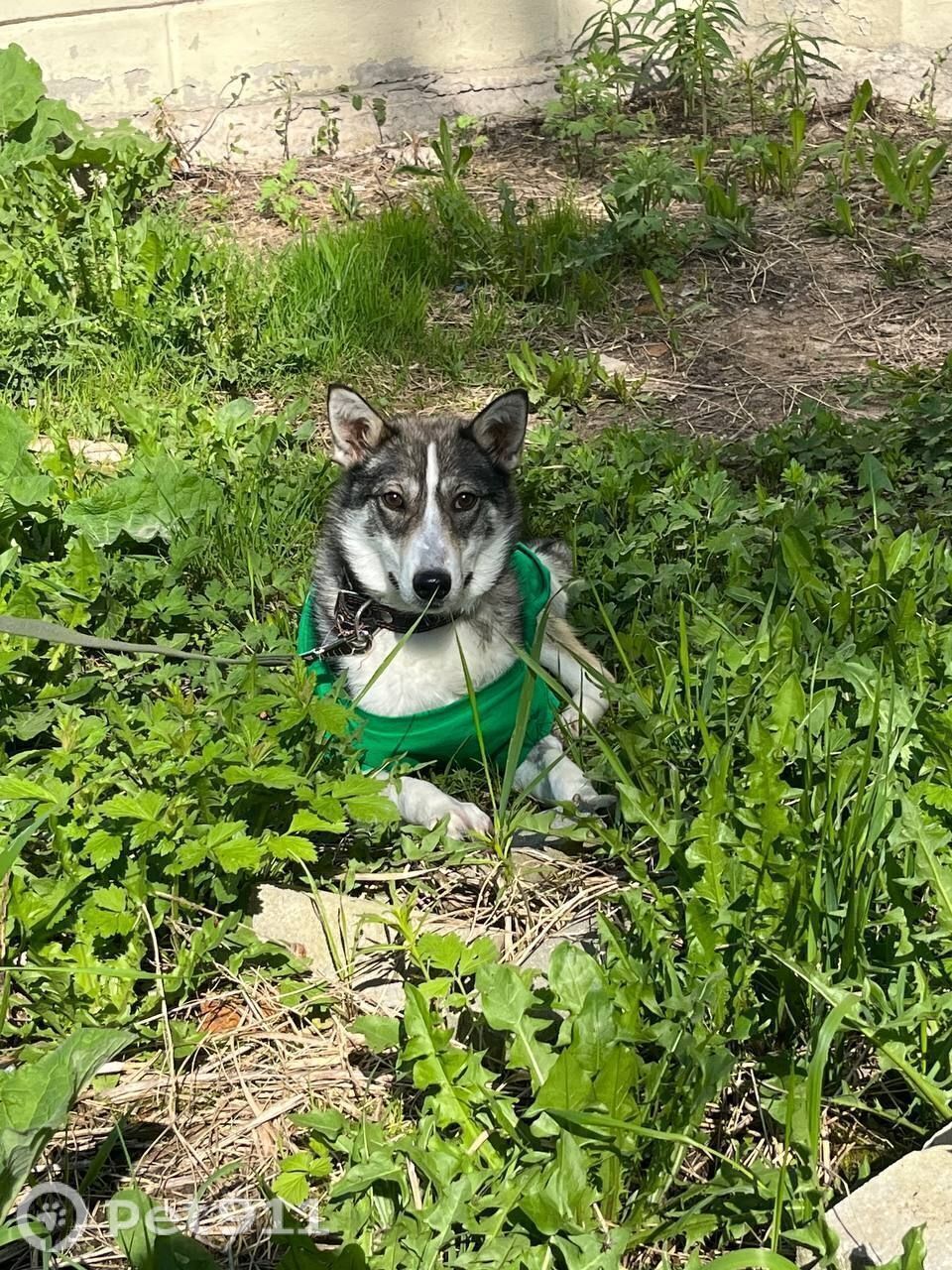 Пропала собака в Вологде — фото объявления