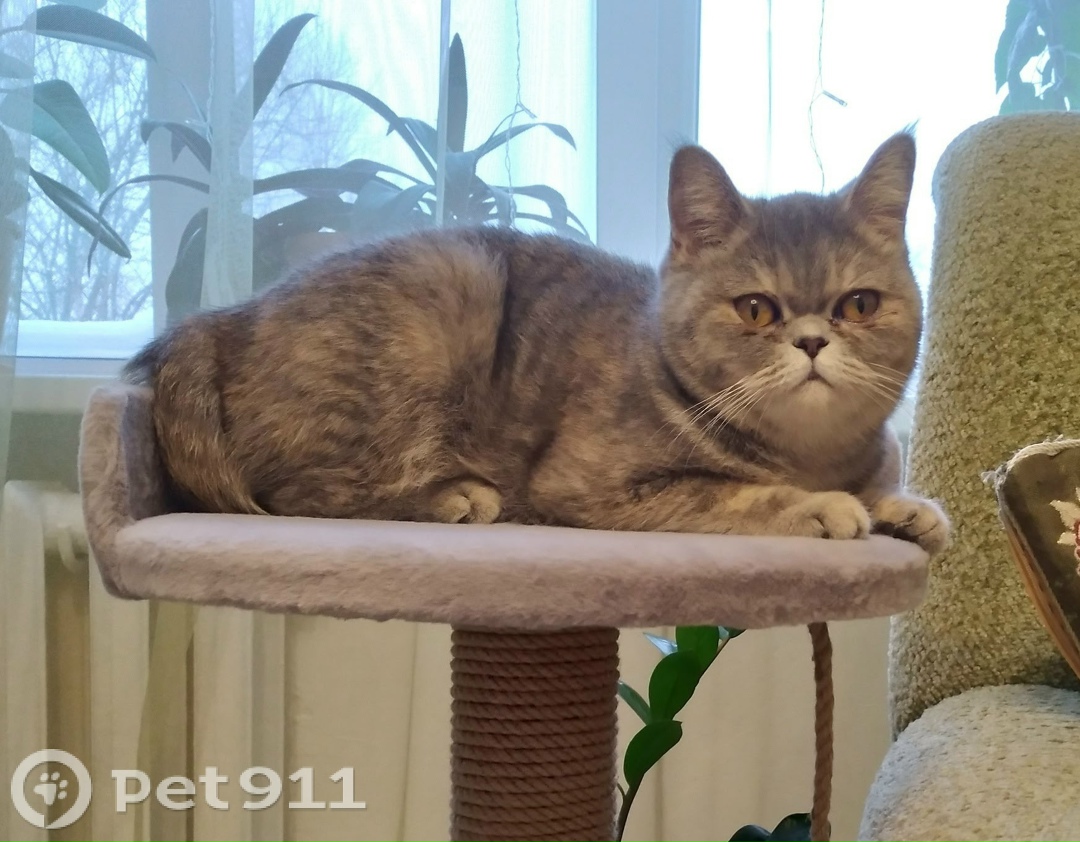 Пропала кошка в Вологде — фото объявления