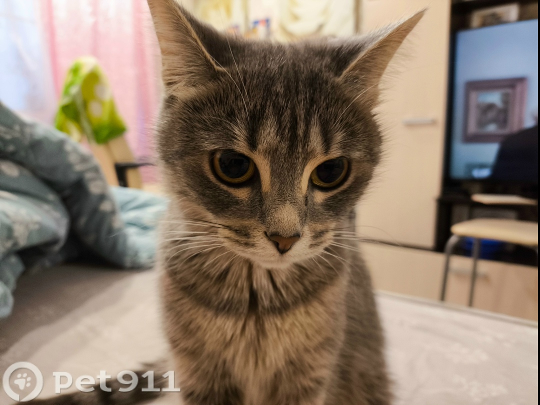 Пропала кошка в Вологде — фото объявления