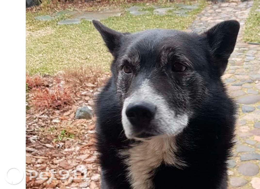 Пропала собака в Вологде — фото объявления