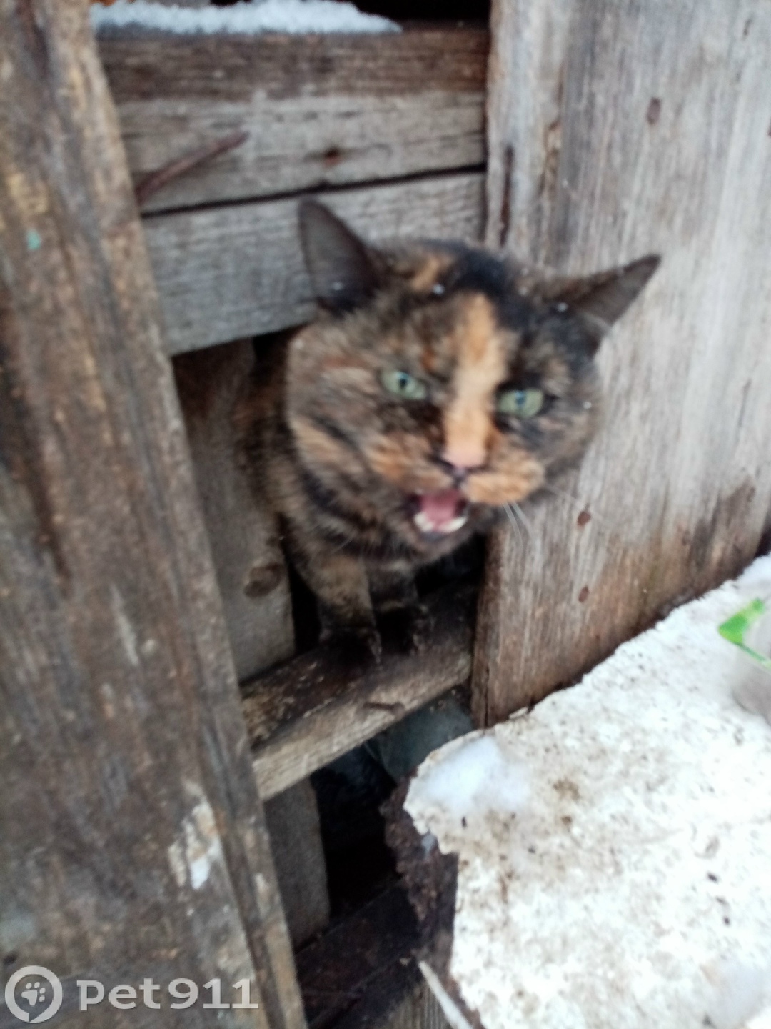 Найдена кошка в Вологде — фото объявления