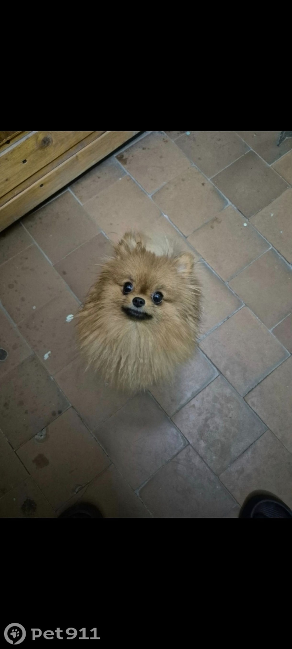 Пропала собака в Вологде — фото объявления