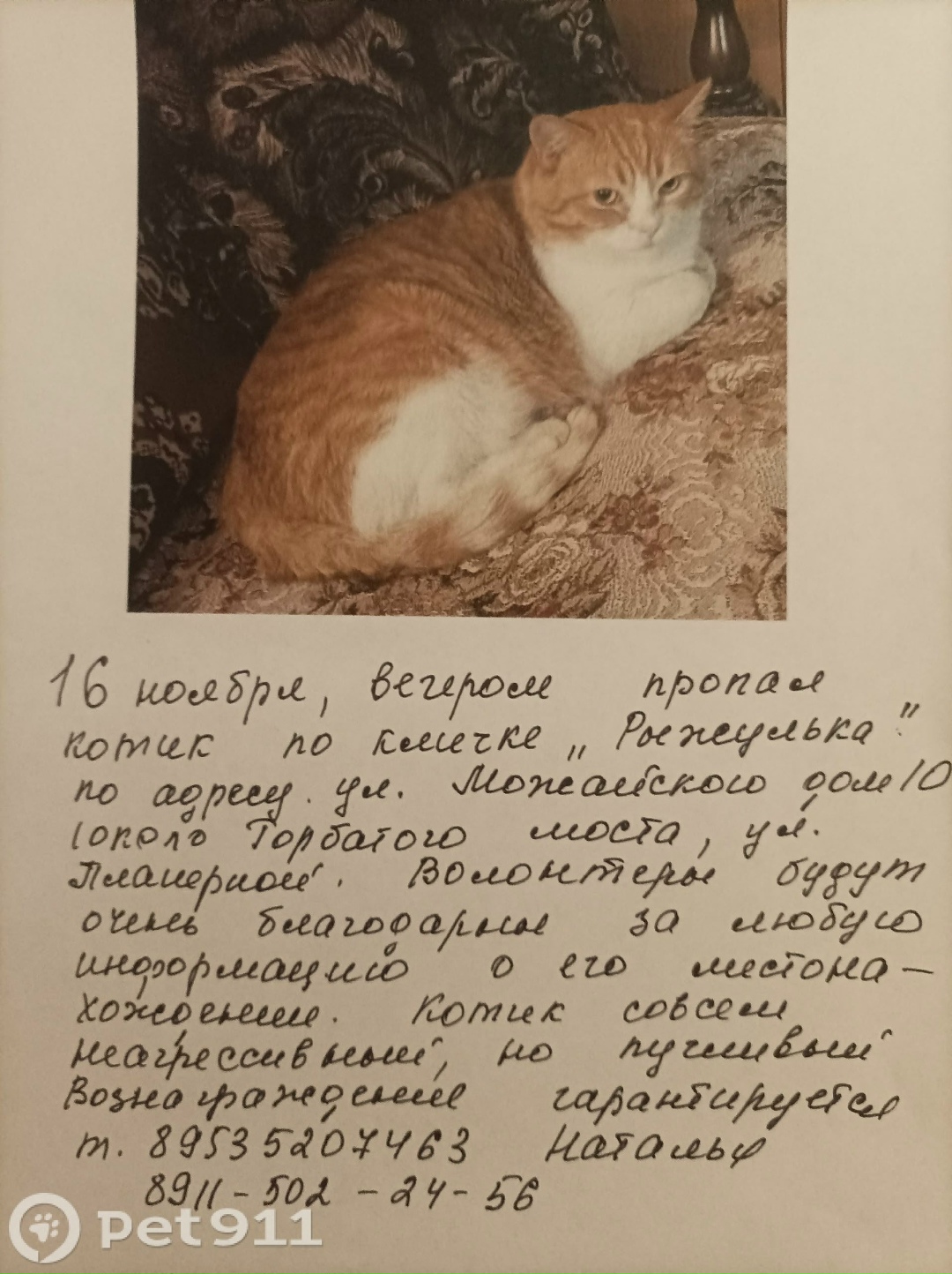 Пропала кошка в Вологде — фото объявления