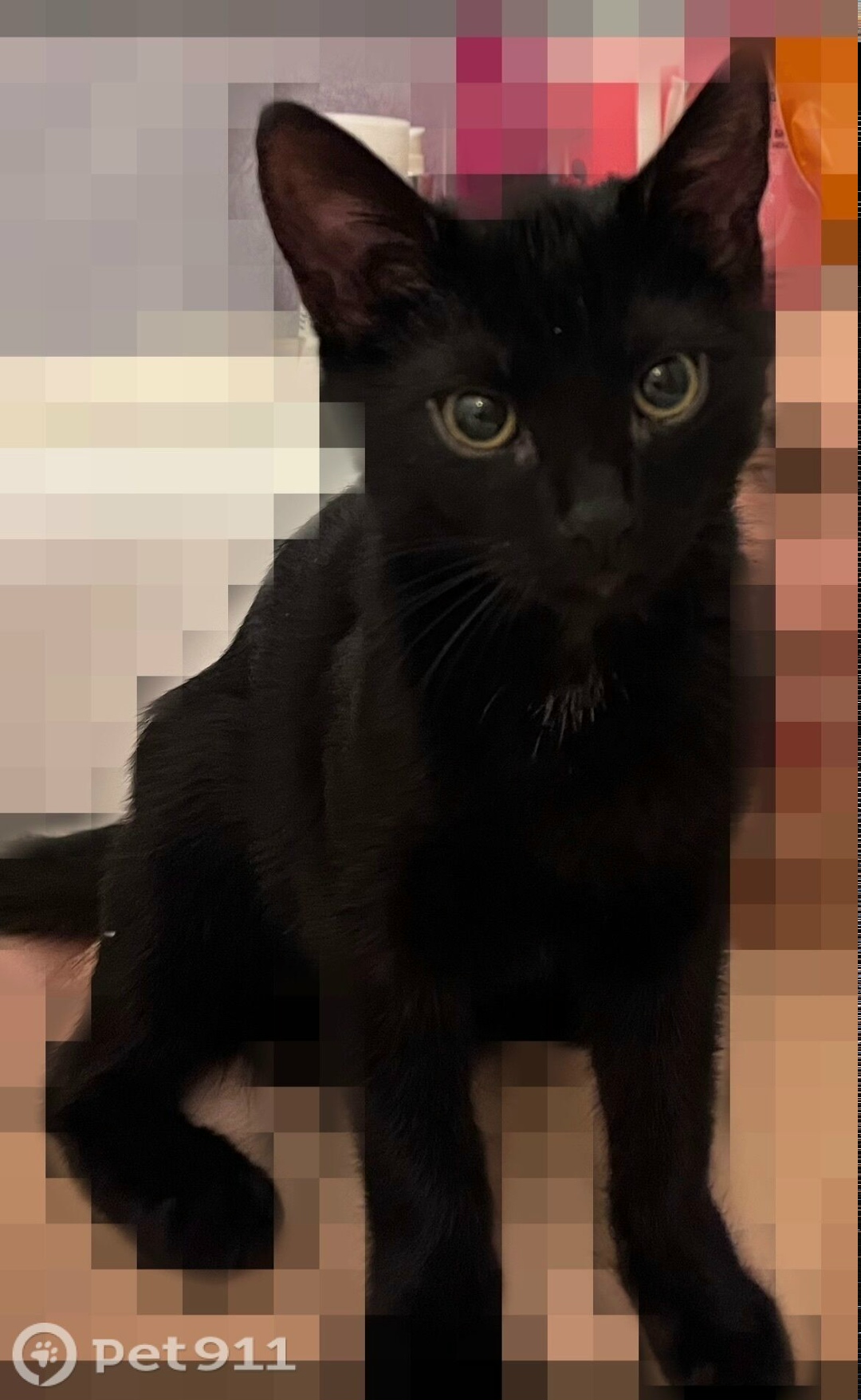 Пропала кошка в Вологде — фото объявления