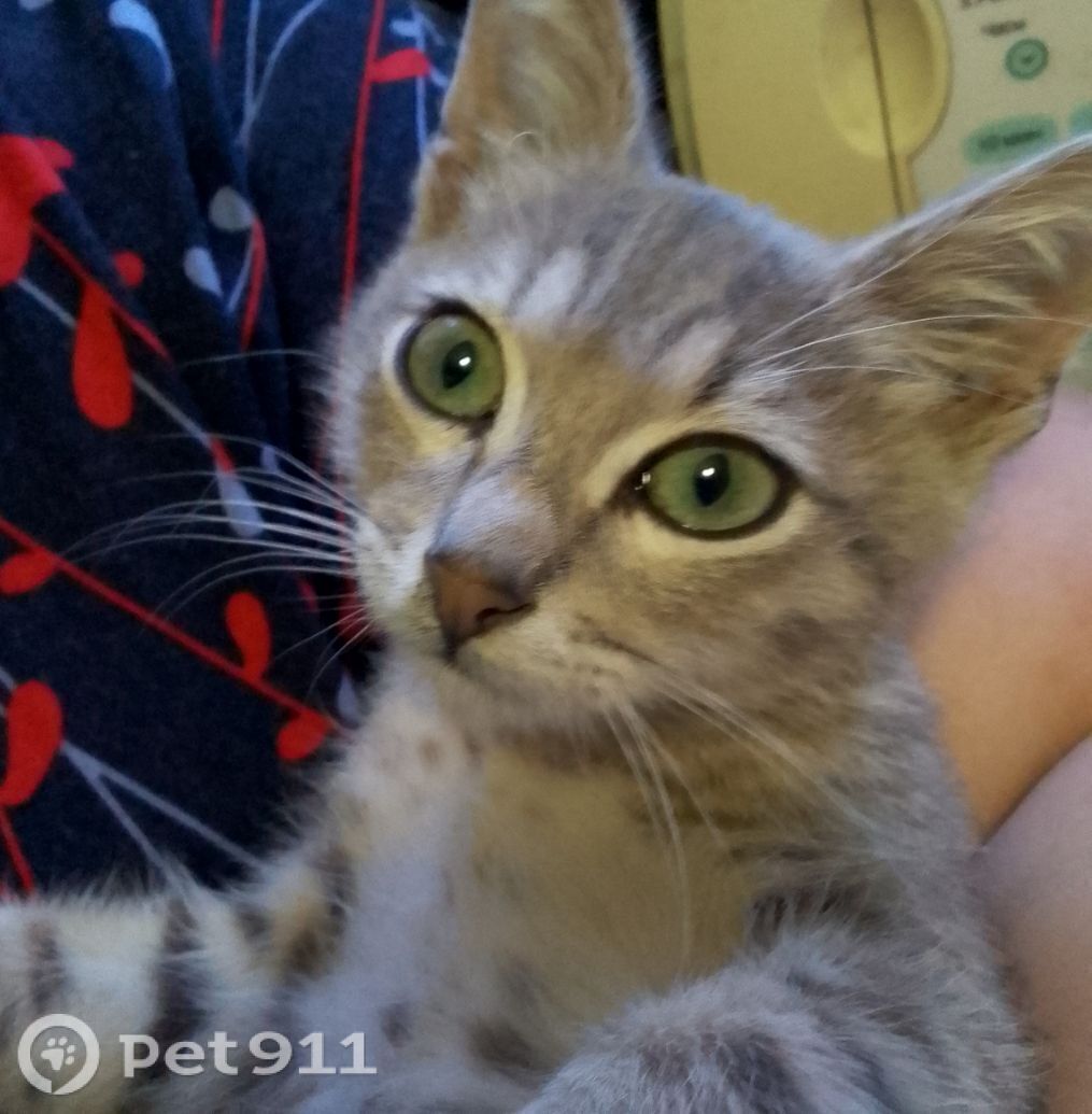 Пропала кошка в Вологде — фото объявления