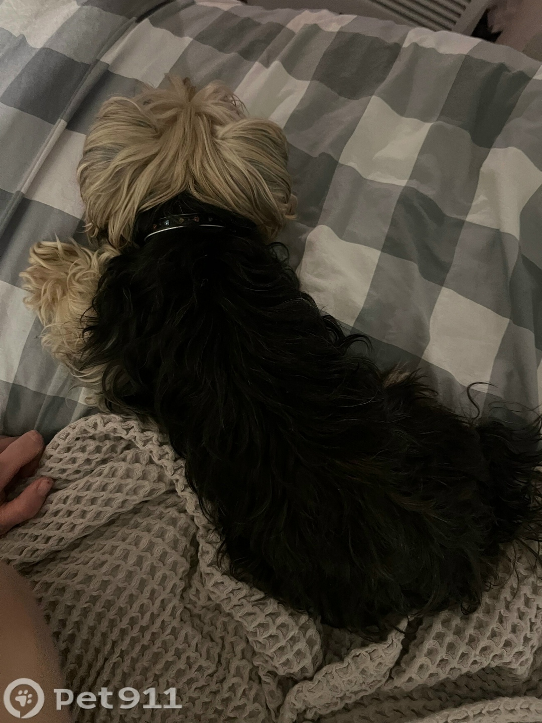 Найдена собака в Вологде — фото объявления