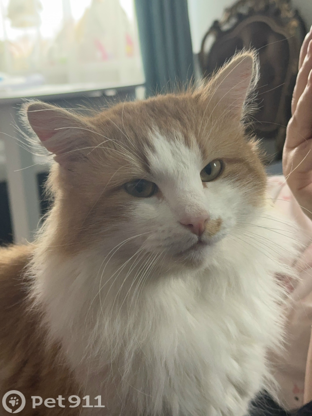 Пропала кошка в Вологде — фото объявления