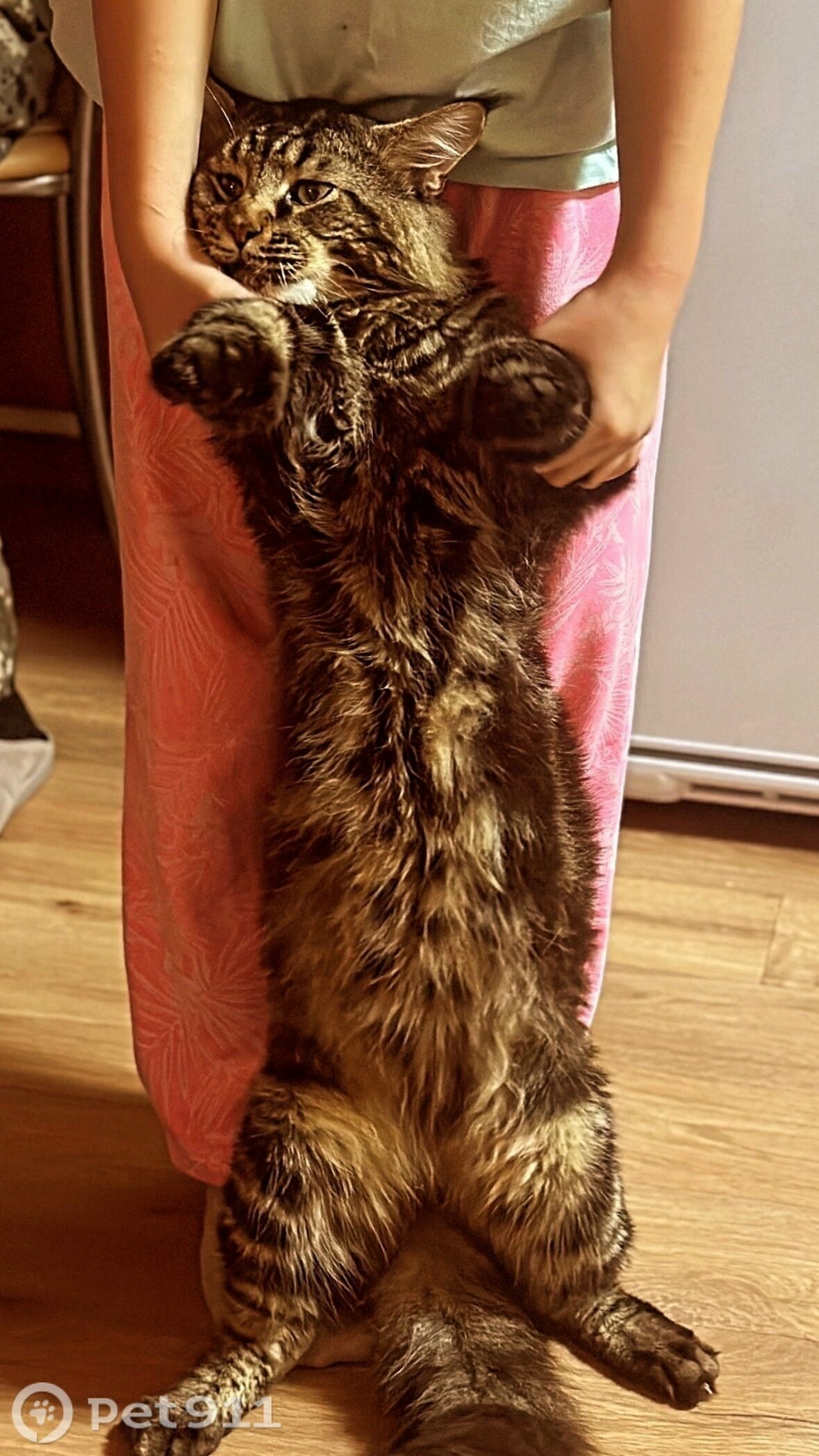 Пропала кошка в Вологде — фото объявления