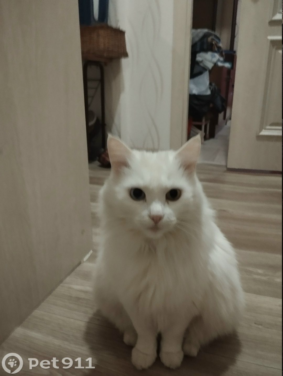 Пропала кошка в Вологде — фото объявления