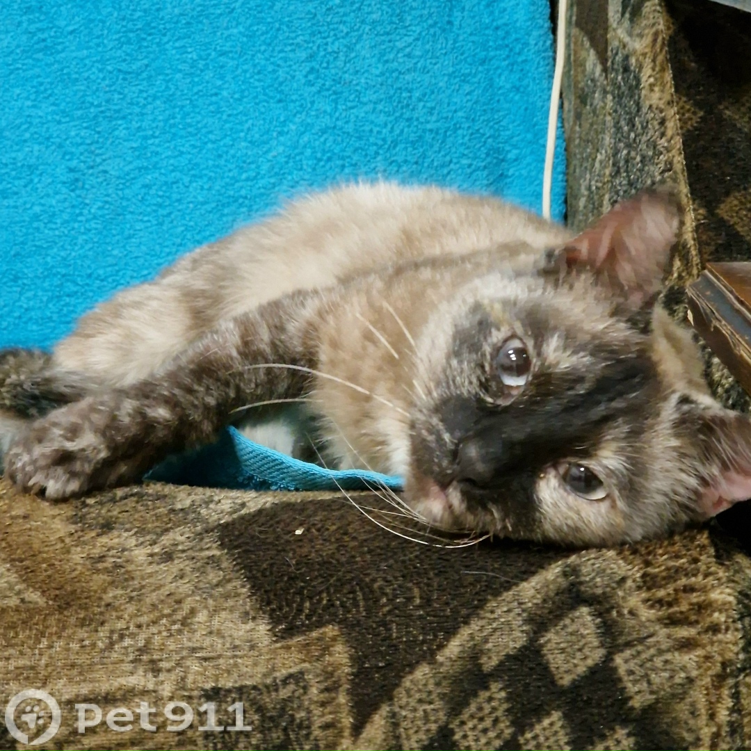 Найдена кошка в Вологде — фото объявления