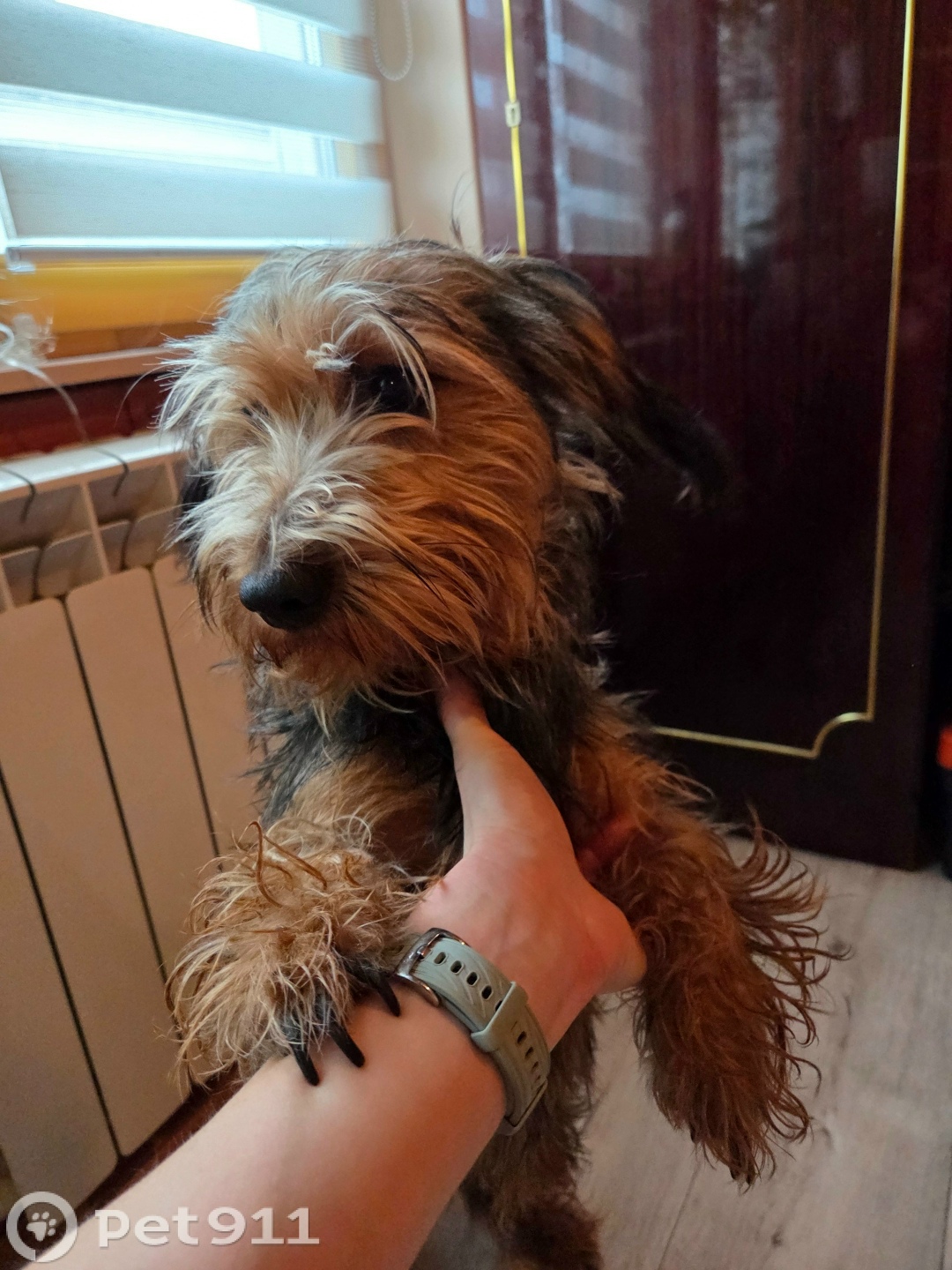 Найдена собака в Вологде — фото объявления