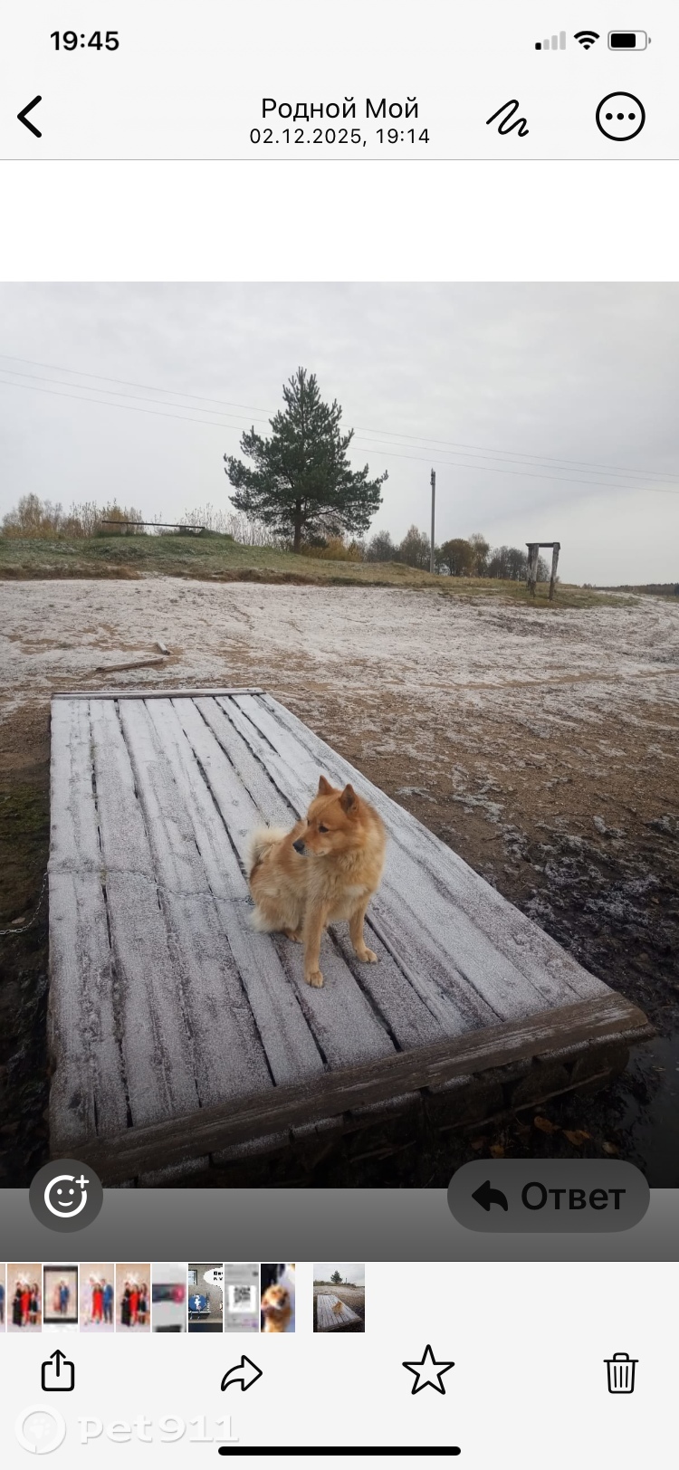 Пропала собака в Вологде — фото объявления
