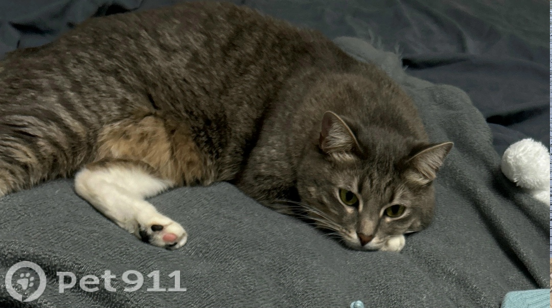 Пропала кошка в Вологде — фото объявления