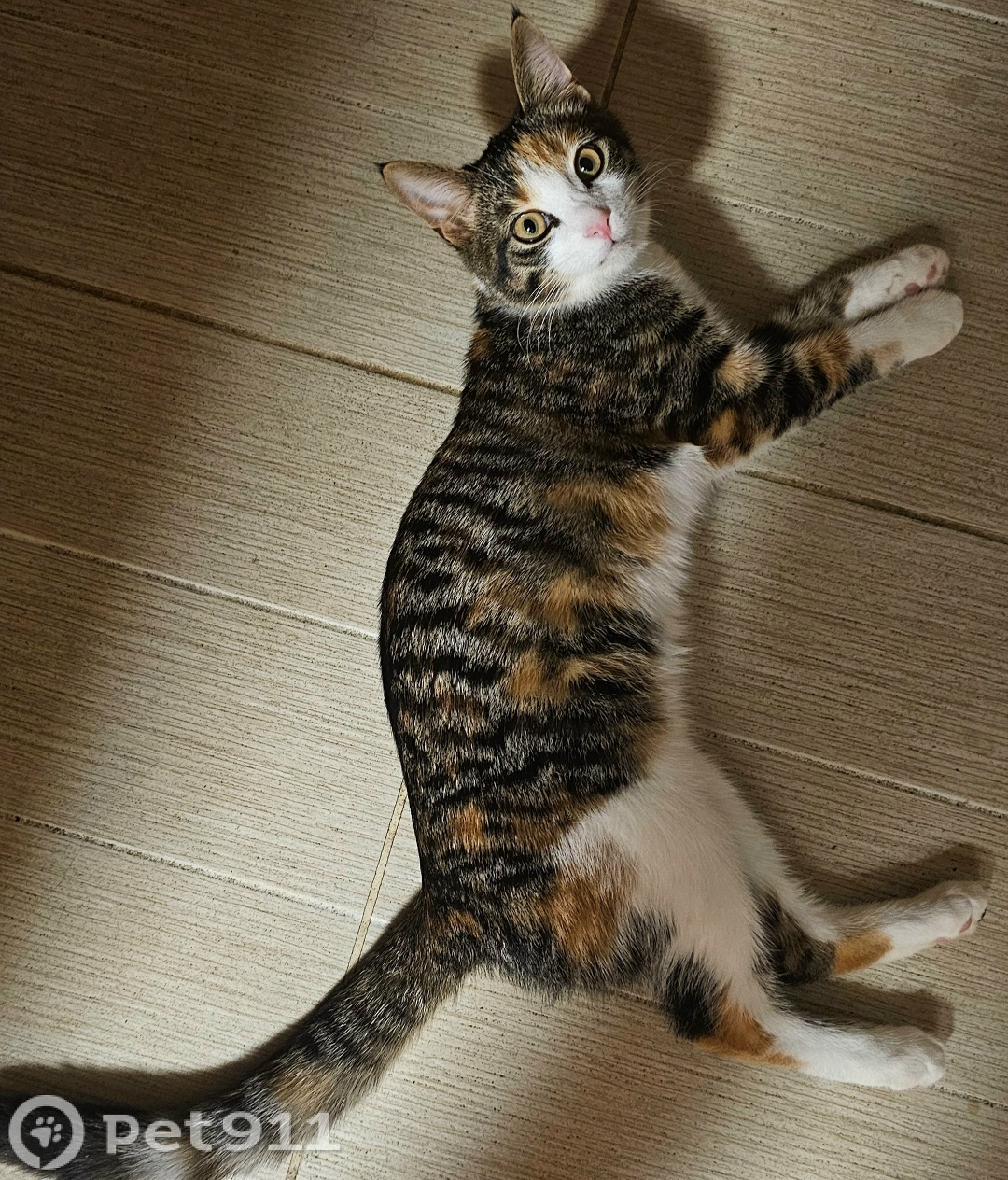 Пропала кошка в Вологде — фото объявления