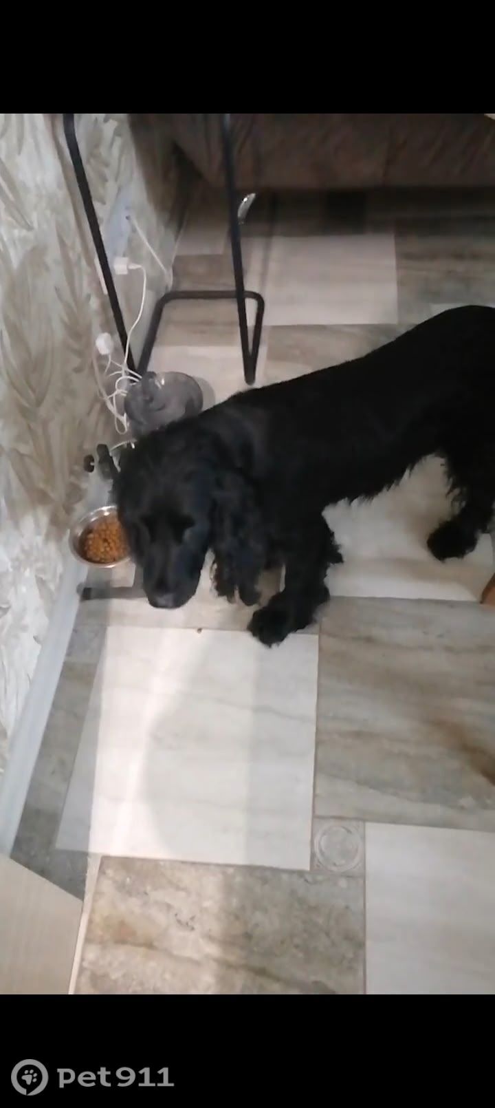 Найдена собака в Вологде — фото объявления