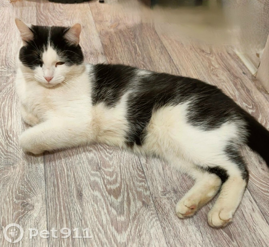 Пропала кошка в Вологде — фото объявления