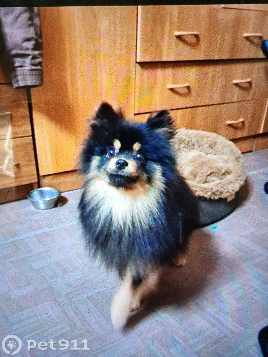 Пропала собака в Вологде — фото объявления