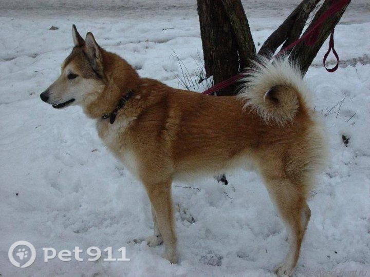 Пропала собака в Вологде — фото объявления