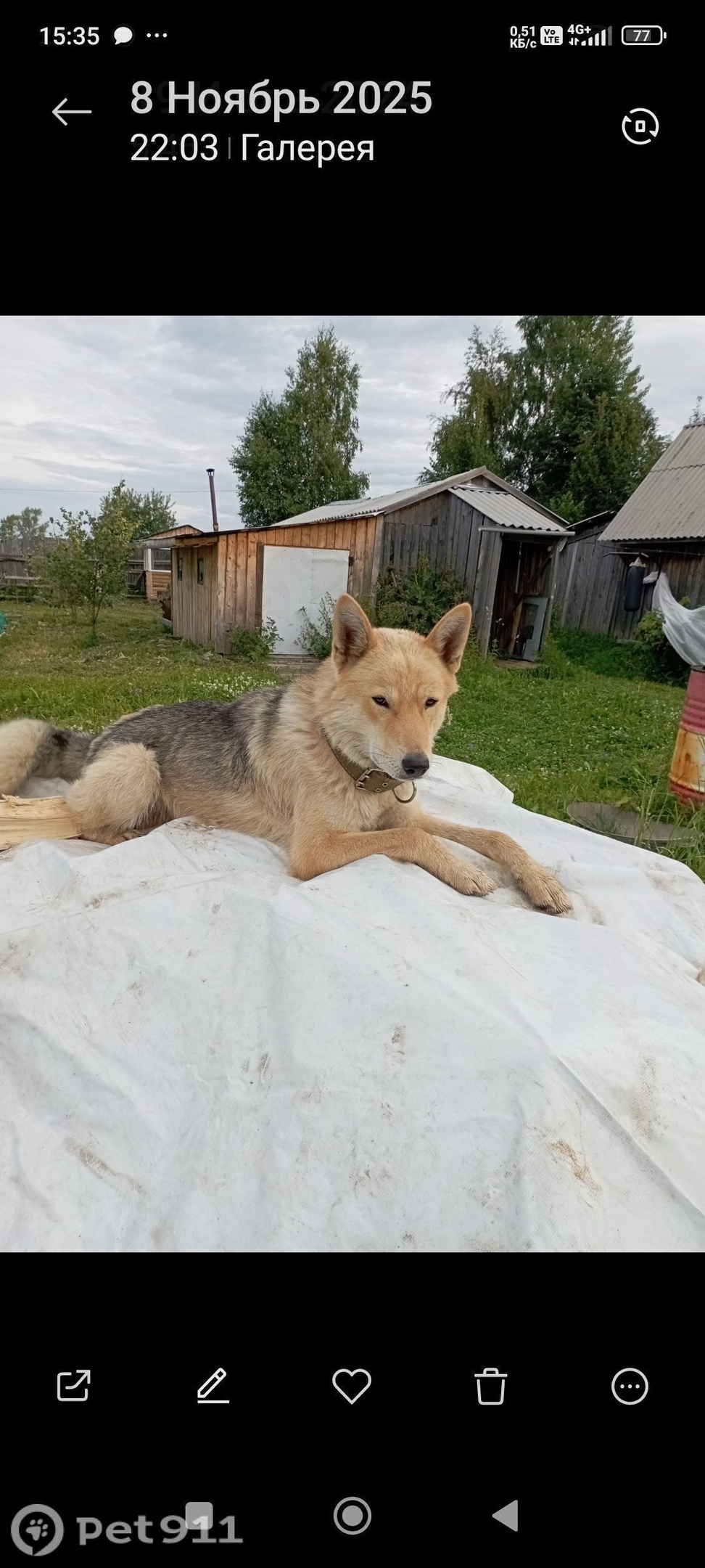 Пропала собака в Вологде — фото объявления