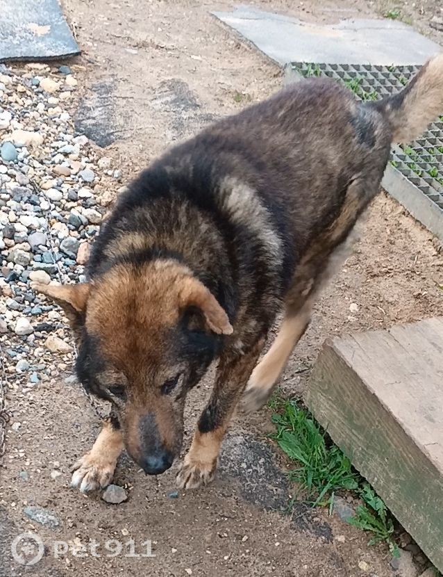 Пропала собака в Вологде — фото объявления