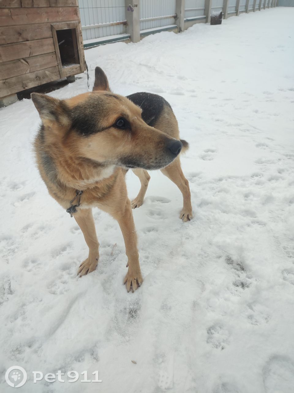 Пропала собака в Вологде — фото объявления