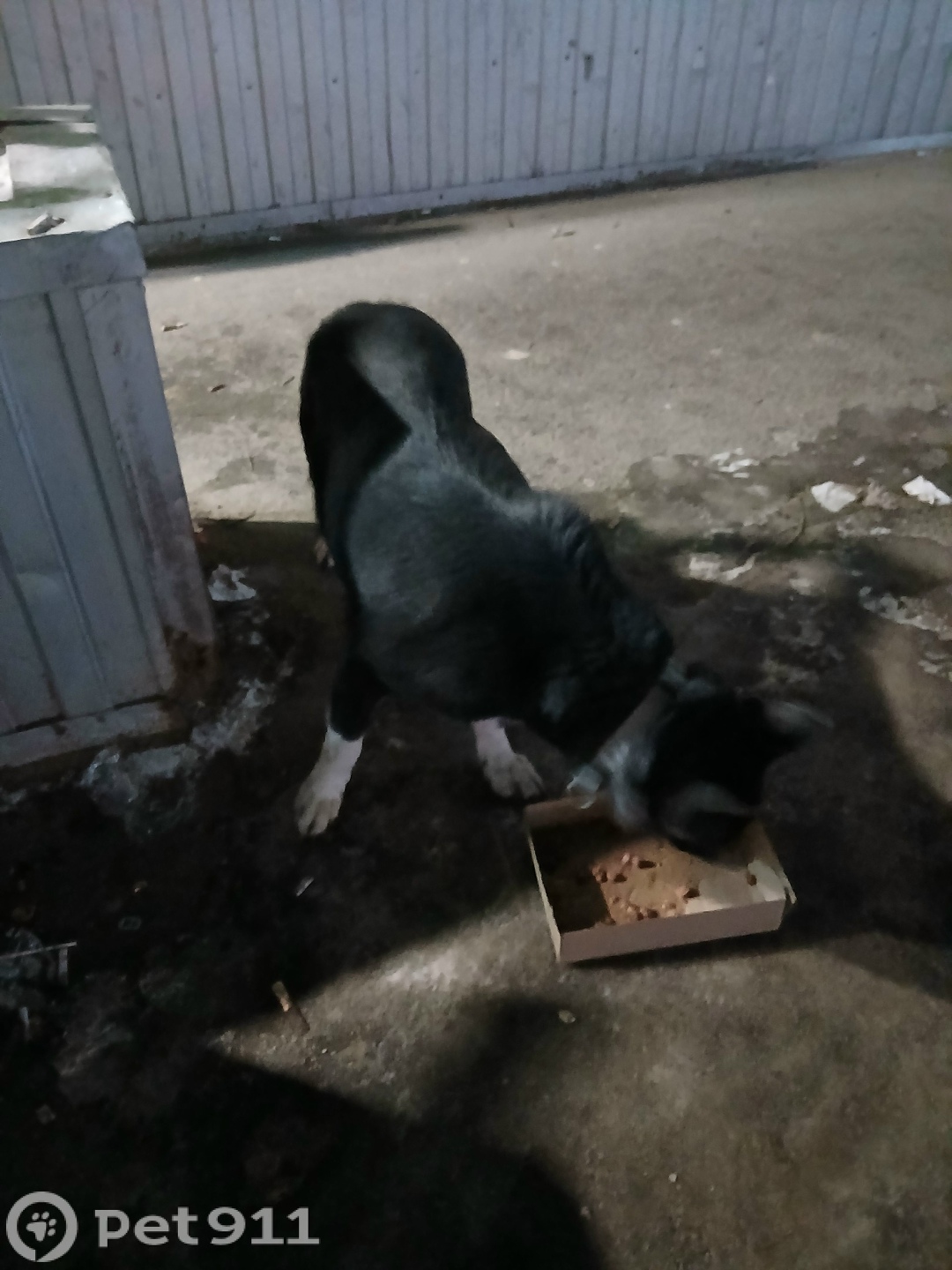 Найдена собака в Вологде — фото объявления