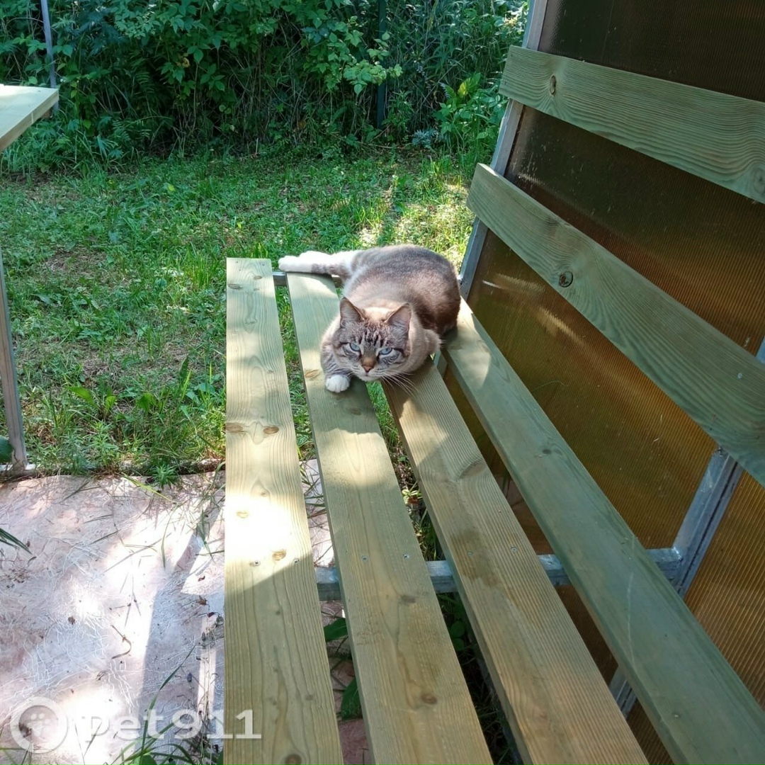 Найдена кошка в Вологде — фото объявления