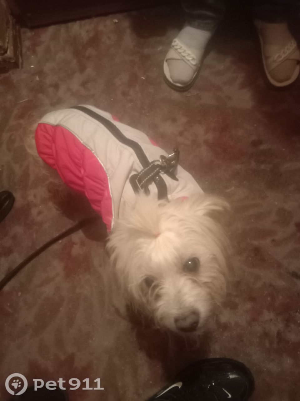 Пропала собака в Вологде — фото объявления