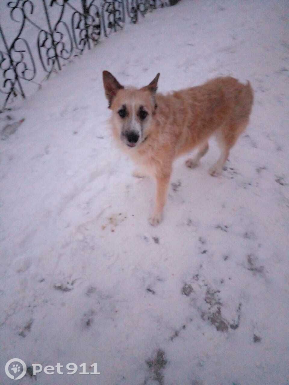 Найдена собака в Вологде — фото объявления