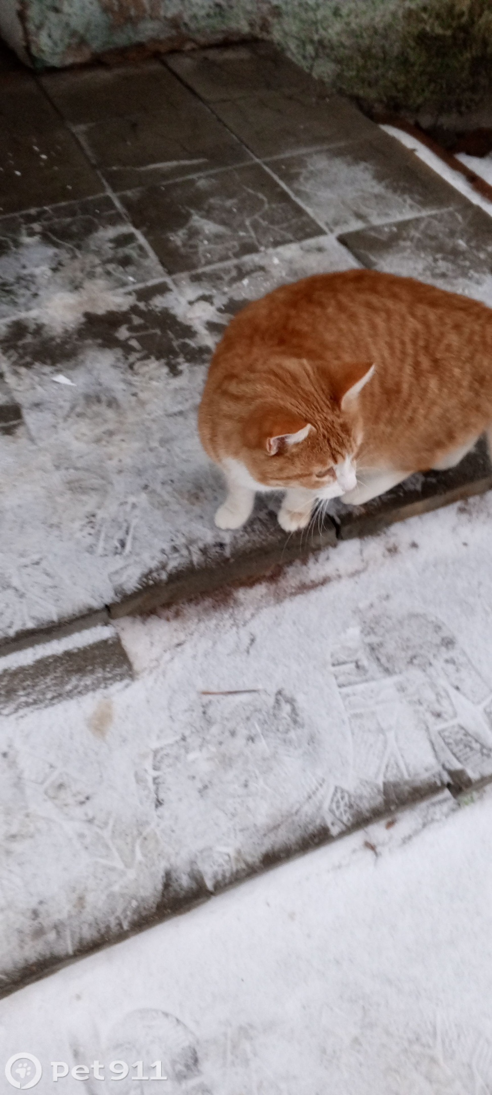 Найдена кошка в Вологде — фото объявления