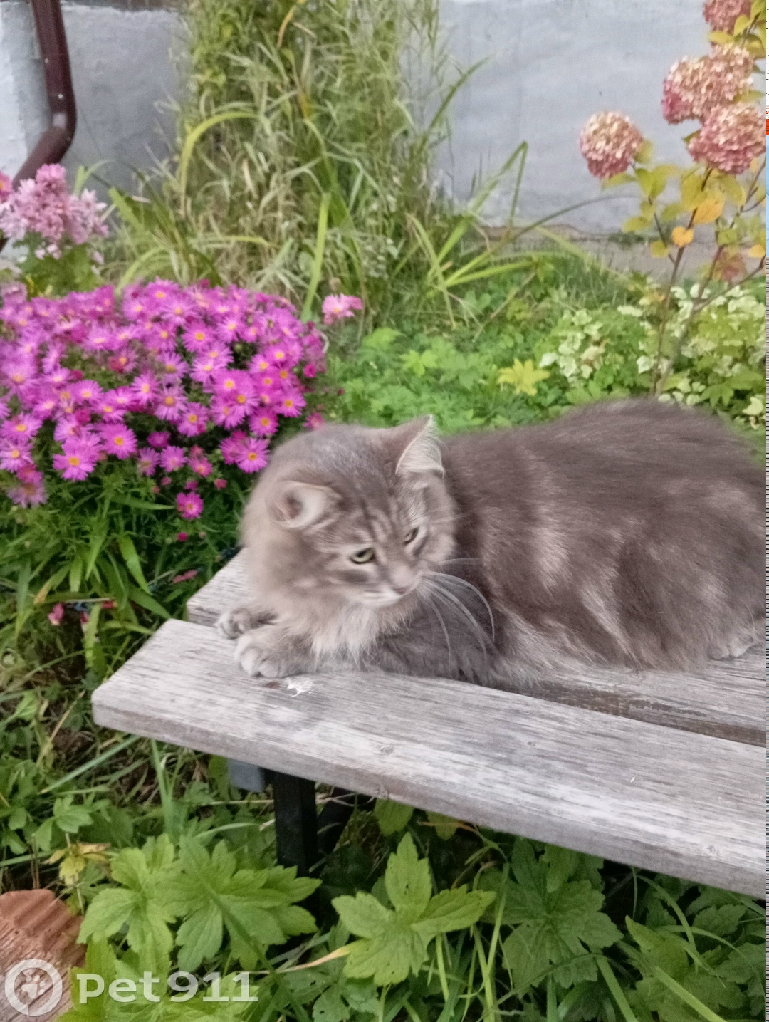 Пропала кошка в Вологде — фото объявления