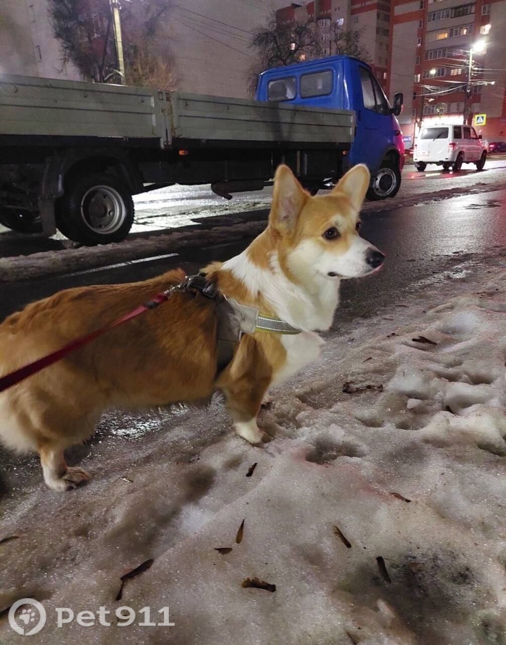 Найдена собака в Вологде — фото объявления