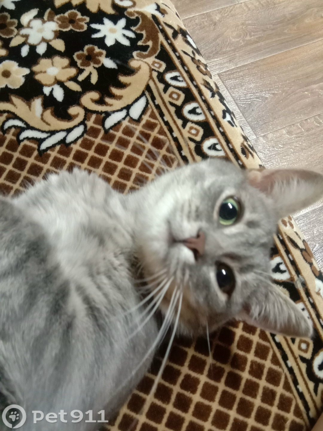 Пропала кошка в Вологде — фото объявления