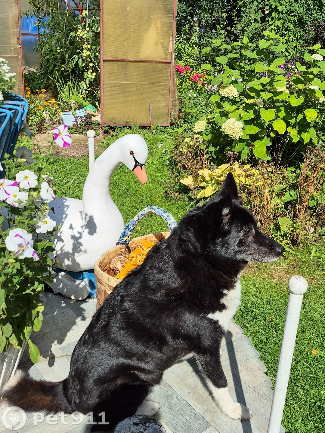 Пропала собака в Вологде — фото объявления