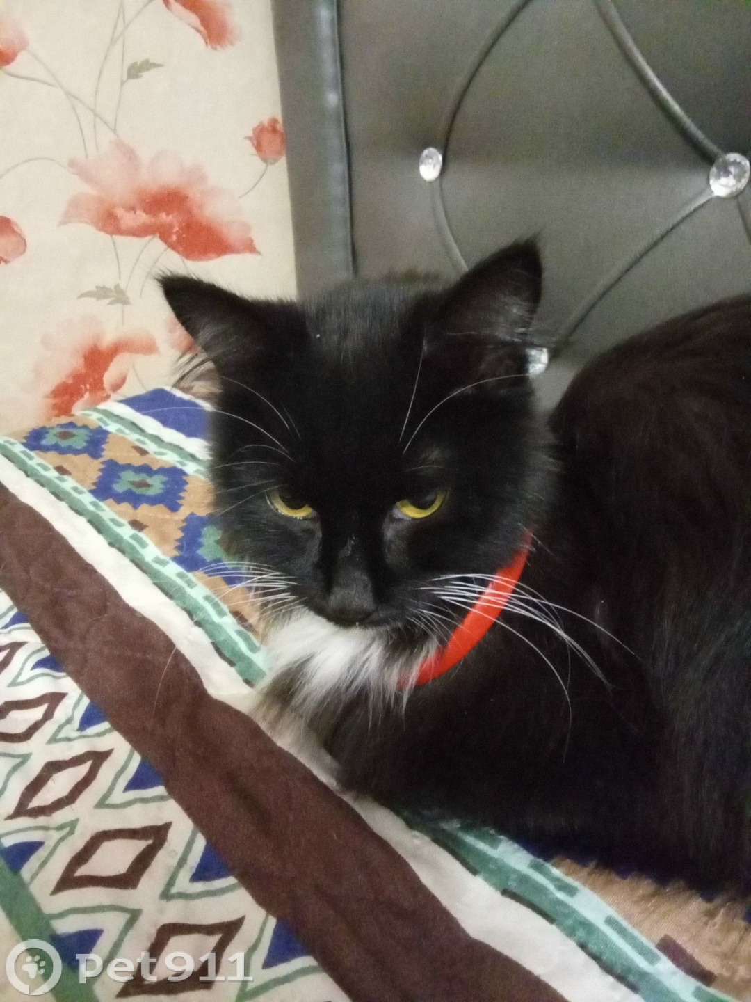 Найдена кошка в Вологде — фото объявления