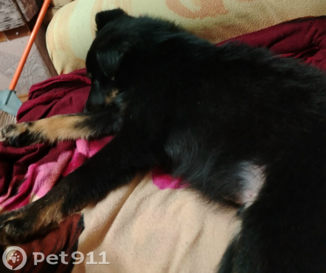 Пропала собака в Вологде — фото объявления