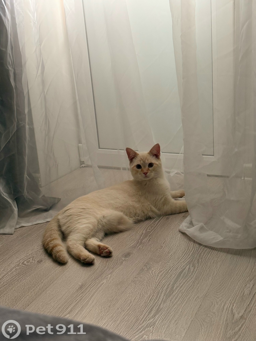 Пропала кошка в Вологде — фото объявления