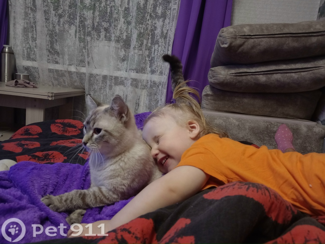 Пропала кошка в Вологде — фото объявления