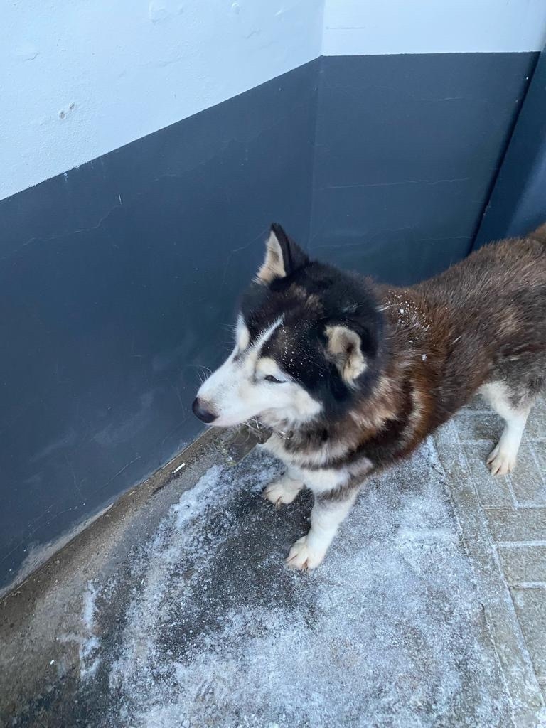 Найдена собака в Вологде — фото объявления