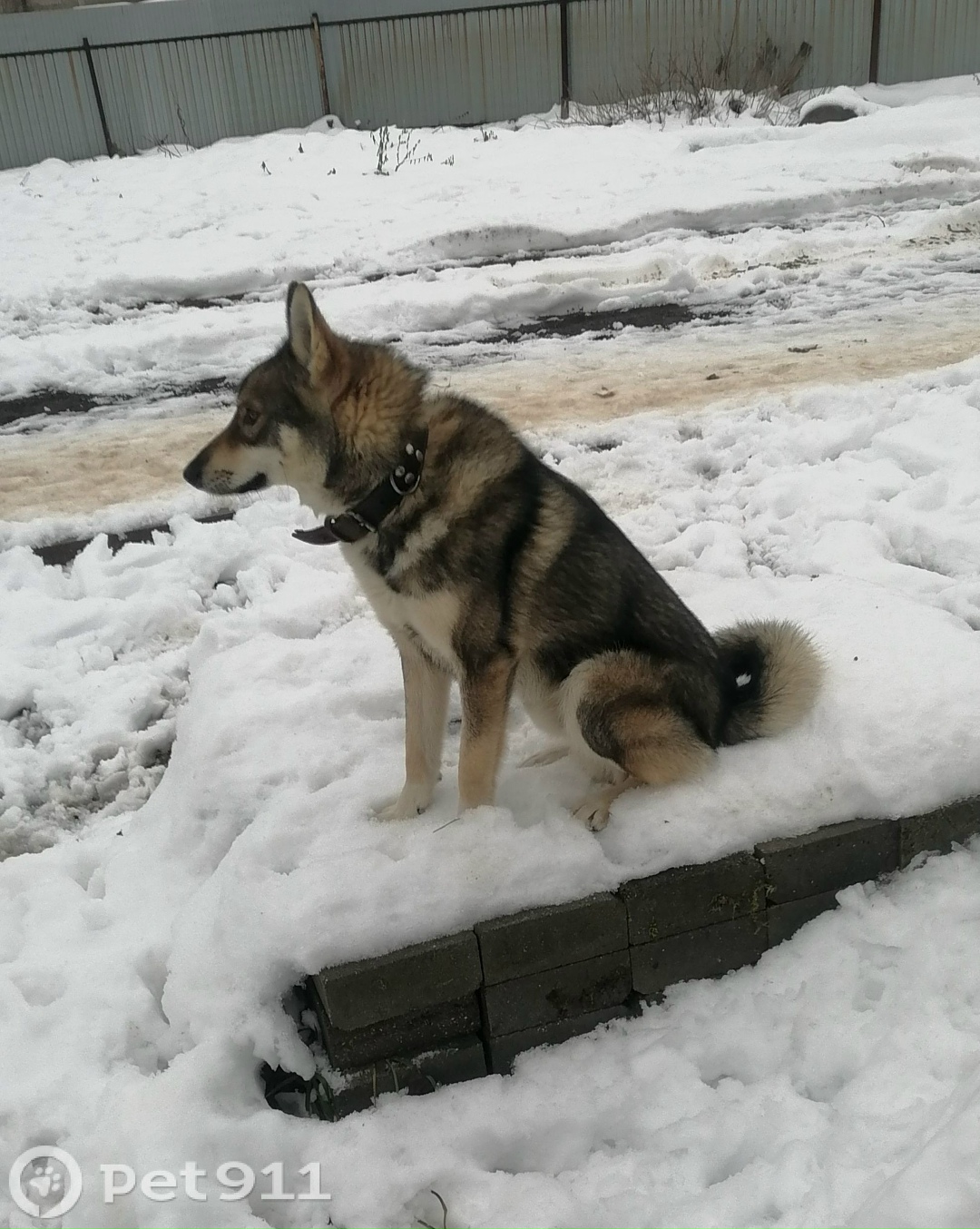 Пропала собака в Вологде — фото объявления