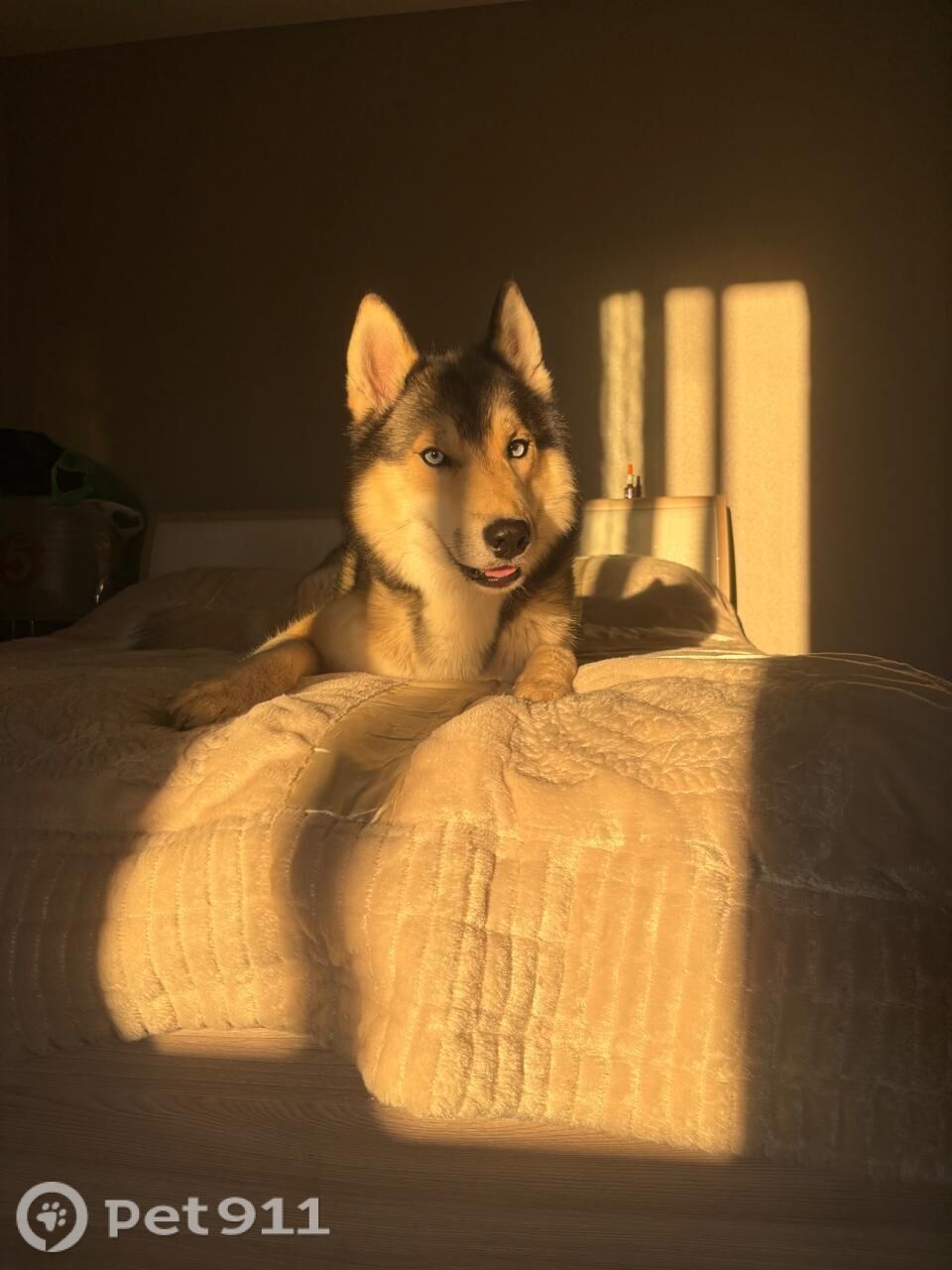 Пропала собака в Вологде — фото объявления