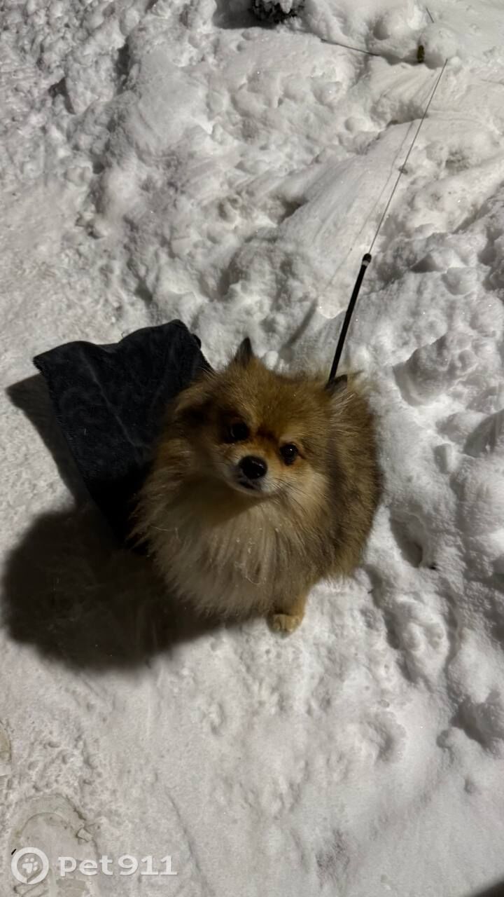 Найдена собака в Вологде — фото объявления